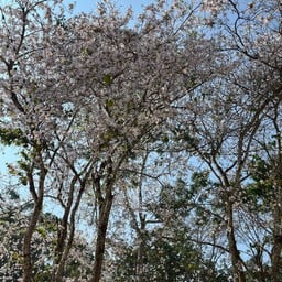 วัดปางไฮ