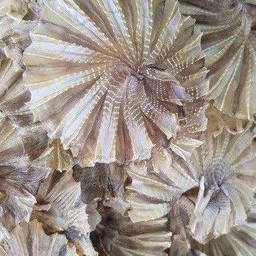 ปลาวงย่าง