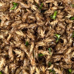 สะดิ้งทอด