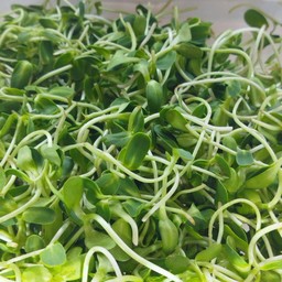 ต้นอ่อนทานตะวัน ทานอิ่มมั้ย