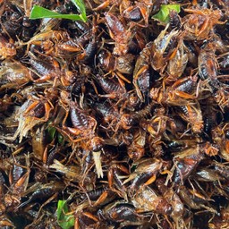 จิ้งหรีดทอด