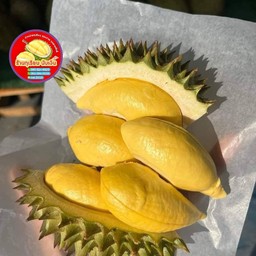 ทุเรียนพวงมณีเนื้อกำลังทาน