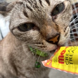 ทิปส์แมวเจ้าที่