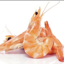 กุ้ง