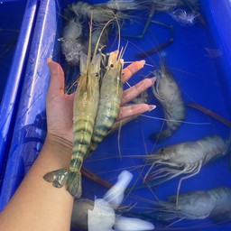กุ้งเผา Byกุ้งเถื่อนเมืองนนท์ ตลาดพิมลราชา