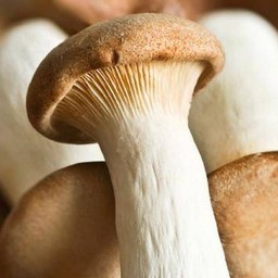 เห็ดออรินจิ 50 กรัม