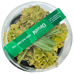 ดอกจอกใบเตย