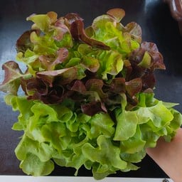 สลัดโรลByต่าย