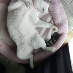 เกาพุงเจียๆ