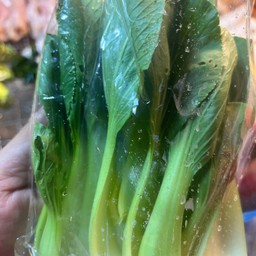 กวางตุ้งฮ่องเต้