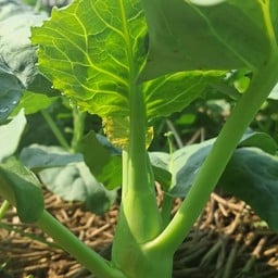 ครัวข้างบ้าน