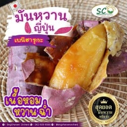 มันหวานญี่ปุ่นเบนิฮารุกะ อบ-เผา สิงห์เจริญออร์ชาร์ด มันหวานญี่ปุ่น ม.เกษตร@บางเขน