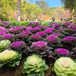 สวนซากุระ สถานีเกษตรหลวงอ่างขาง