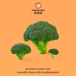 #V020-บล็อค เคอรี่ (30กรัม)