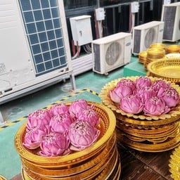 ดอกบัวสีชมพู