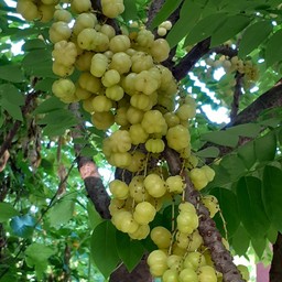 น้ำมะยม