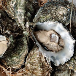 หอยนางรม Gillardeau N3 จำนวน 6 ตัว