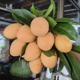 Kid cha Kin kid tueng