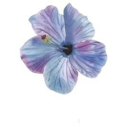 โกโก้ นมข้าวโอ๊ต