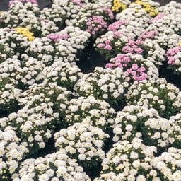 ตลาดชุมชนร้อยใจรักษ์