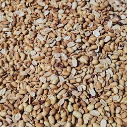 ถั่วลิสง