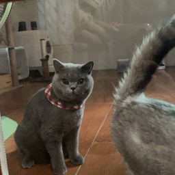 Meow coffee