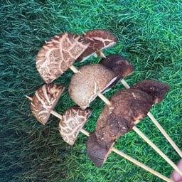 เห็ดหอม