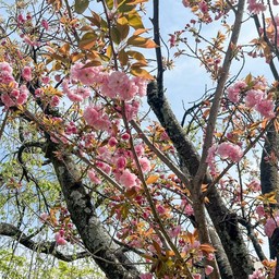 kyoto