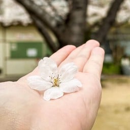 Nanbanaka Park