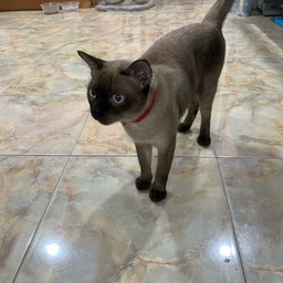ซามุ