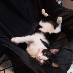 สาวน้อย ชื่อซูก้าจัง