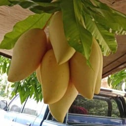 บ้านมะม่วง