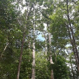 วนอุทยานแม่รำพึง