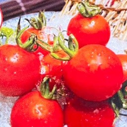 1229.Bijin Tomato