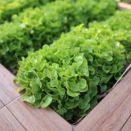 กรีนโอ๊ค