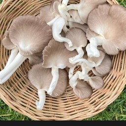 เห็ดนางฟ้า秀珍菇