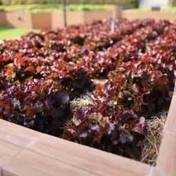 เรดโอ๊ค