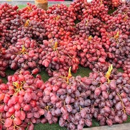 องุ่นดำไร้เมล็ด