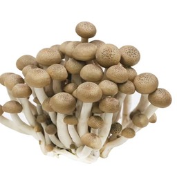 ดร.เห็ดชิเมจิ啡海鮮菇