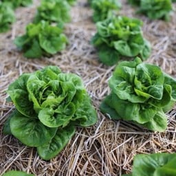 เบบี้คอส