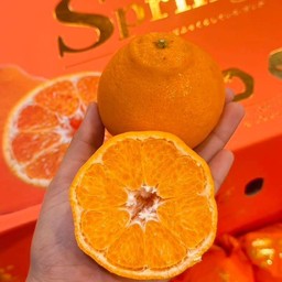 ส้มจุก นกแก้ว ยกลัง