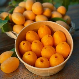 มะยงชิดพร้อมทาน