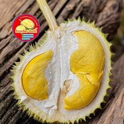 ทุเรียนนกหยิบเนื้อกำลังทาน