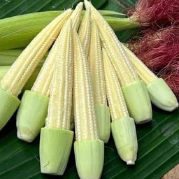 ข้าวโพดอ่อน
