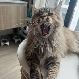 หนูชื่อลูซี่ ชอบกินเปียกๆค่ะ