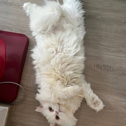 ผมชื่อจินจิน ชอบกินทุกอย่าง