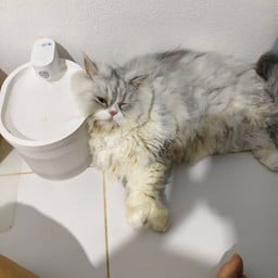 ร้านข้าวเด็กหอถูกๆ เด็กหอ