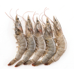 กุ้งสด (Fresh shrimp)