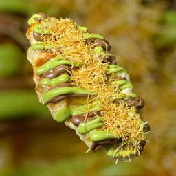 ครอฟเฟิลนูเทลล่าดูไบ