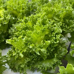 ผักสลัด ไฮโดรโปนิกส์ สวนPP